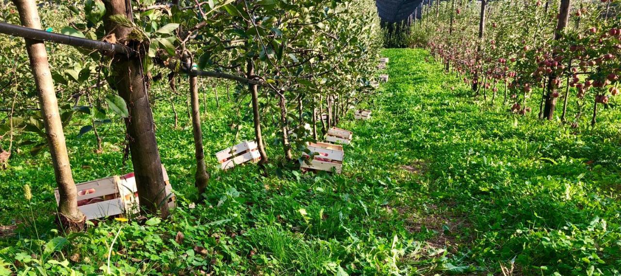 Loft Naturalpina Dolomiti Farm เบลลูโน ภายนอก รูปภาพ